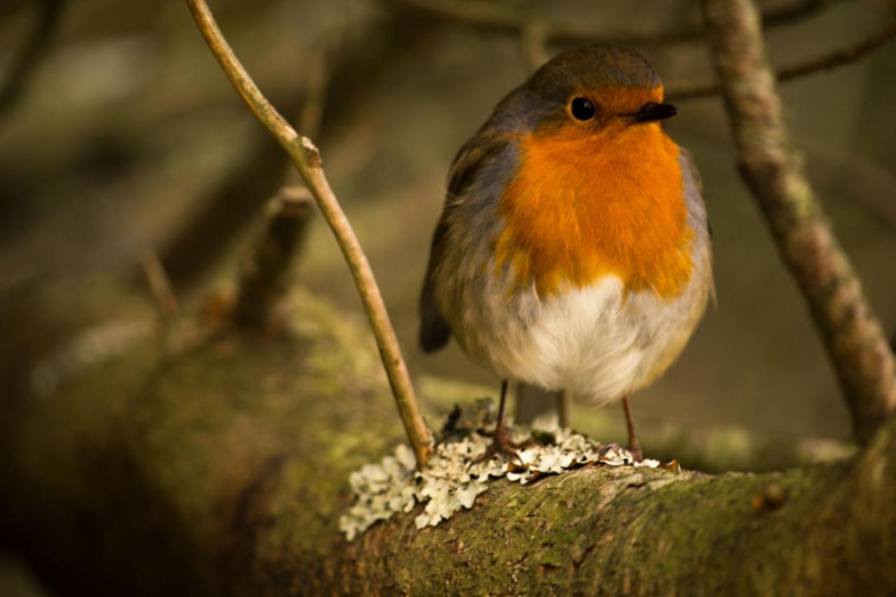 The Red Red Robin Portree